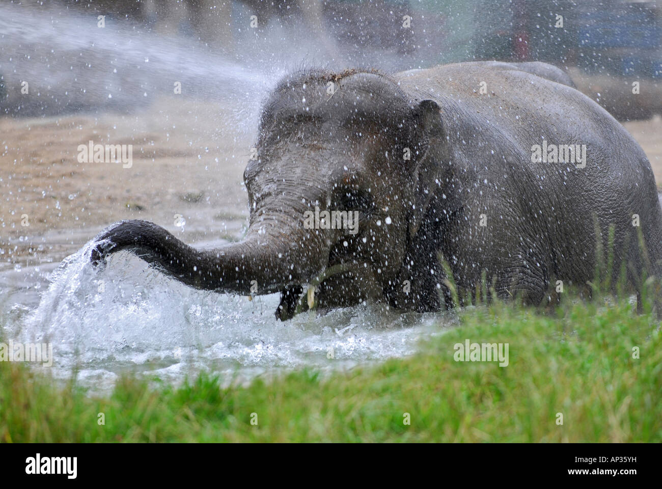 Elephant di balneazione in acqua in zoo di Monaco, Tierpark Hellabrunn, Baviera, Germania Foto Stock