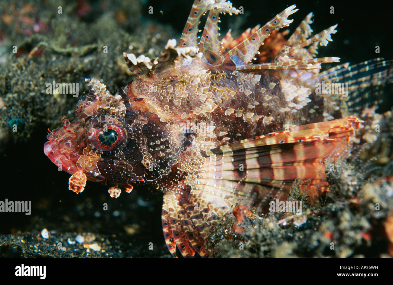 Pesce Leone nano (Dendrochirus brachypterus), sito di immersione Hairball, Lembeh Straits, Sulawesi. Indonesia Foto Stock