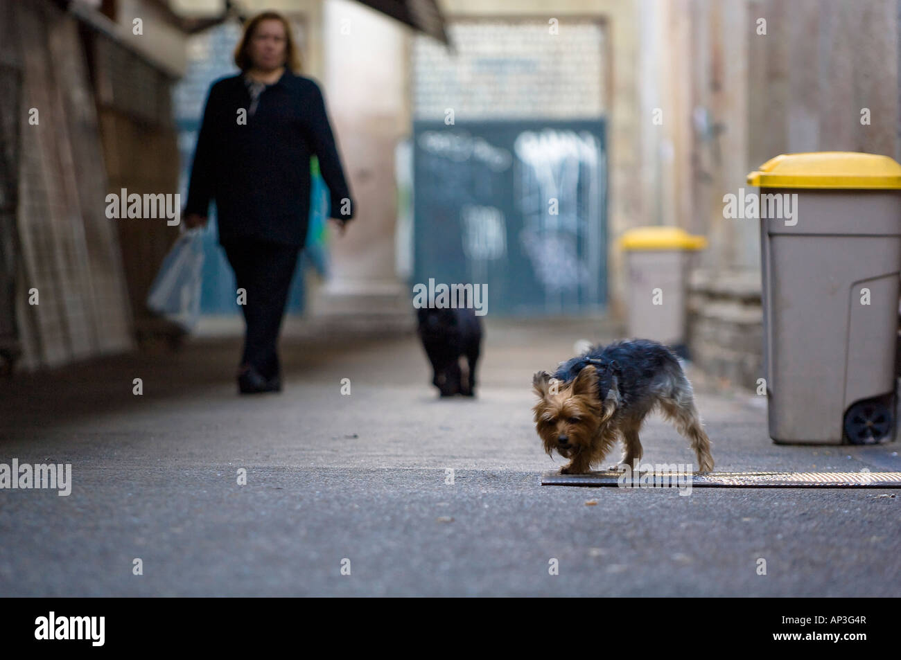 Donna con cani, Barcellona, Spagna Foto Stock