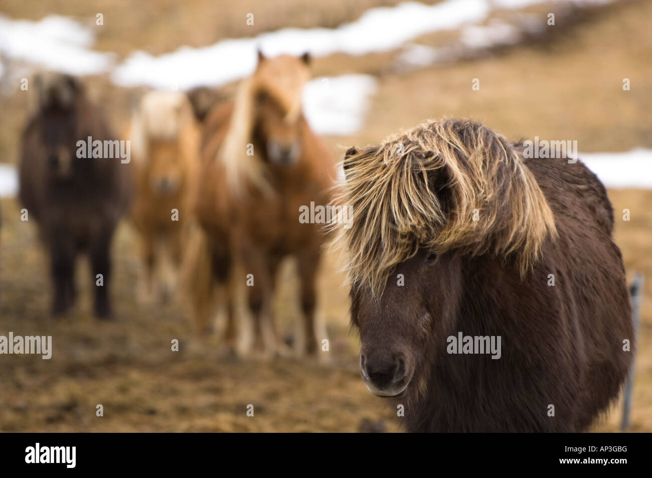 Piccolo gruppo di cavalli islandesi, Islanda Foto Stock