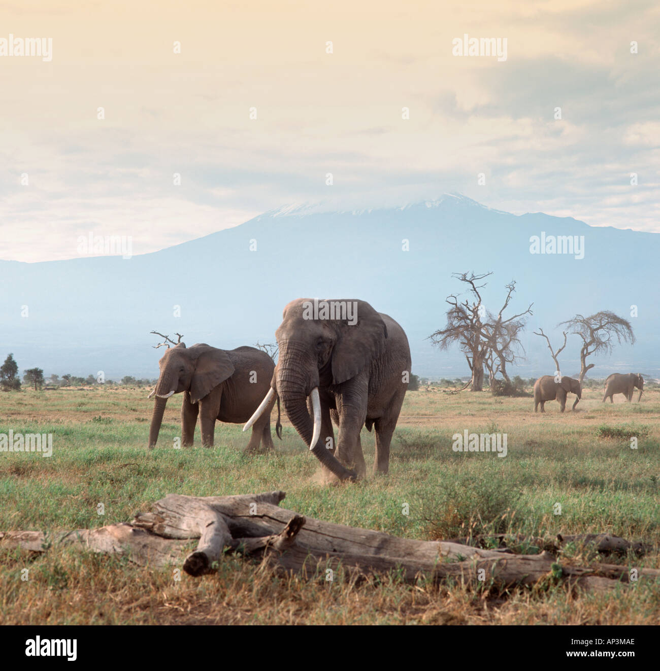 Gli elefanti nella parte anteriore del Monte Kilimanjaro, Amboseli National Park, Kenya, Africa orientale Foto Stock