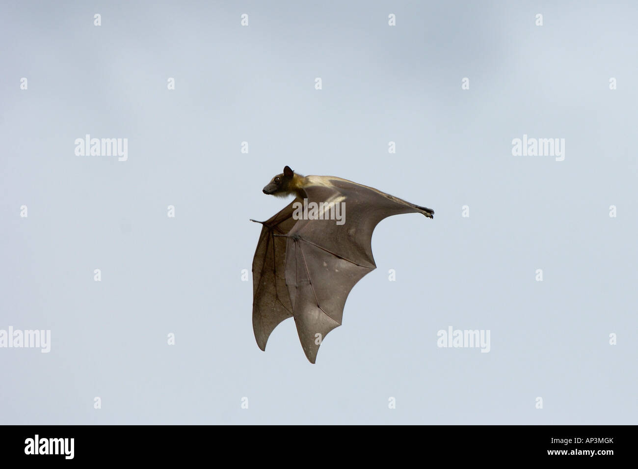 Paglia colorata frutta Bat Eidolon helvum Kasanka National Park nello Zambia in volo Foto Stock