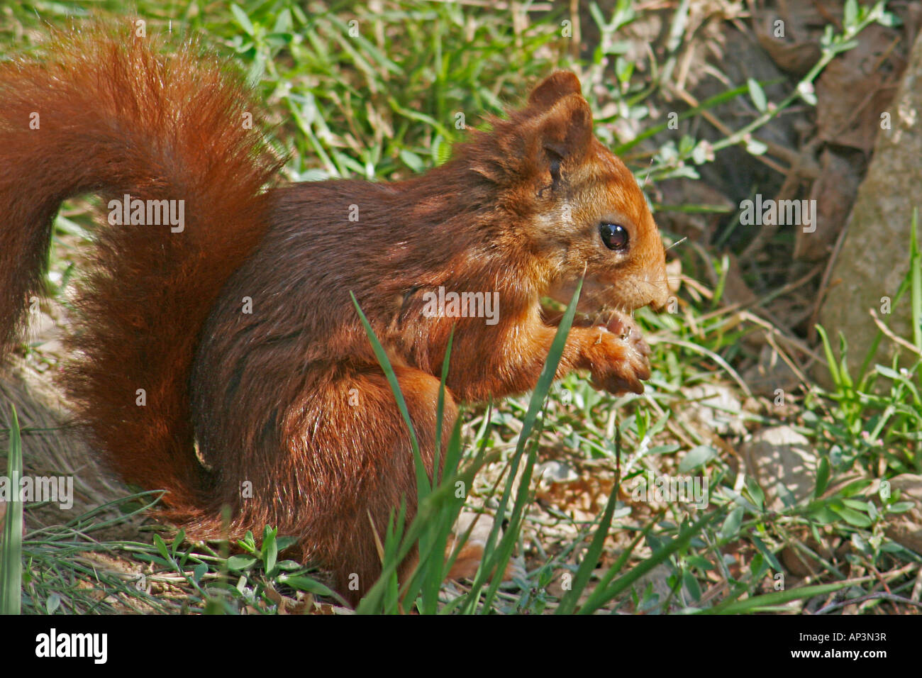 scoiattolo che mangia Foto Stock