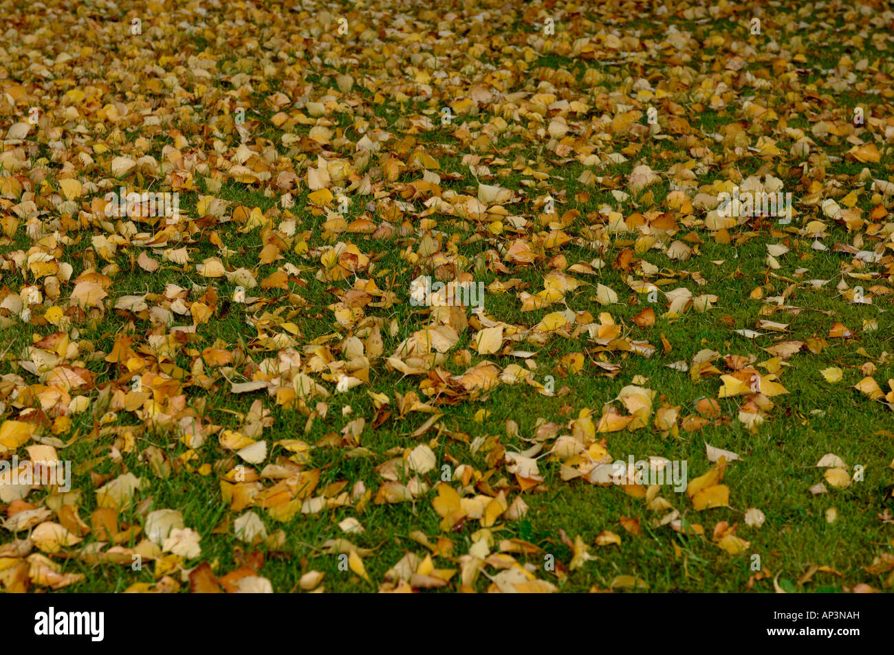 Foglie di autunno da un argento betulla Foto Stock