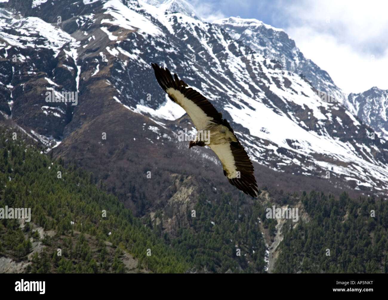 L'Himalayan avvoltoio grifone . Gyps himalayensis. Vicino a villaggio Bhraka. Circuito di Annapurna trek. Il Nepal Foto Stock