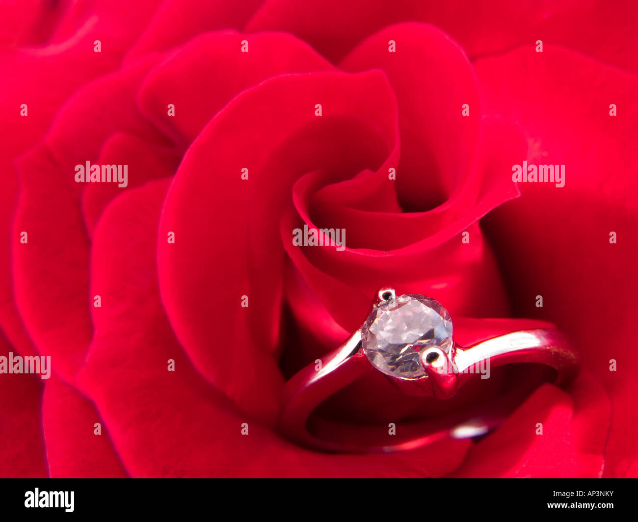 Anello di fidanzamento su una rosa rossa Foto Stock