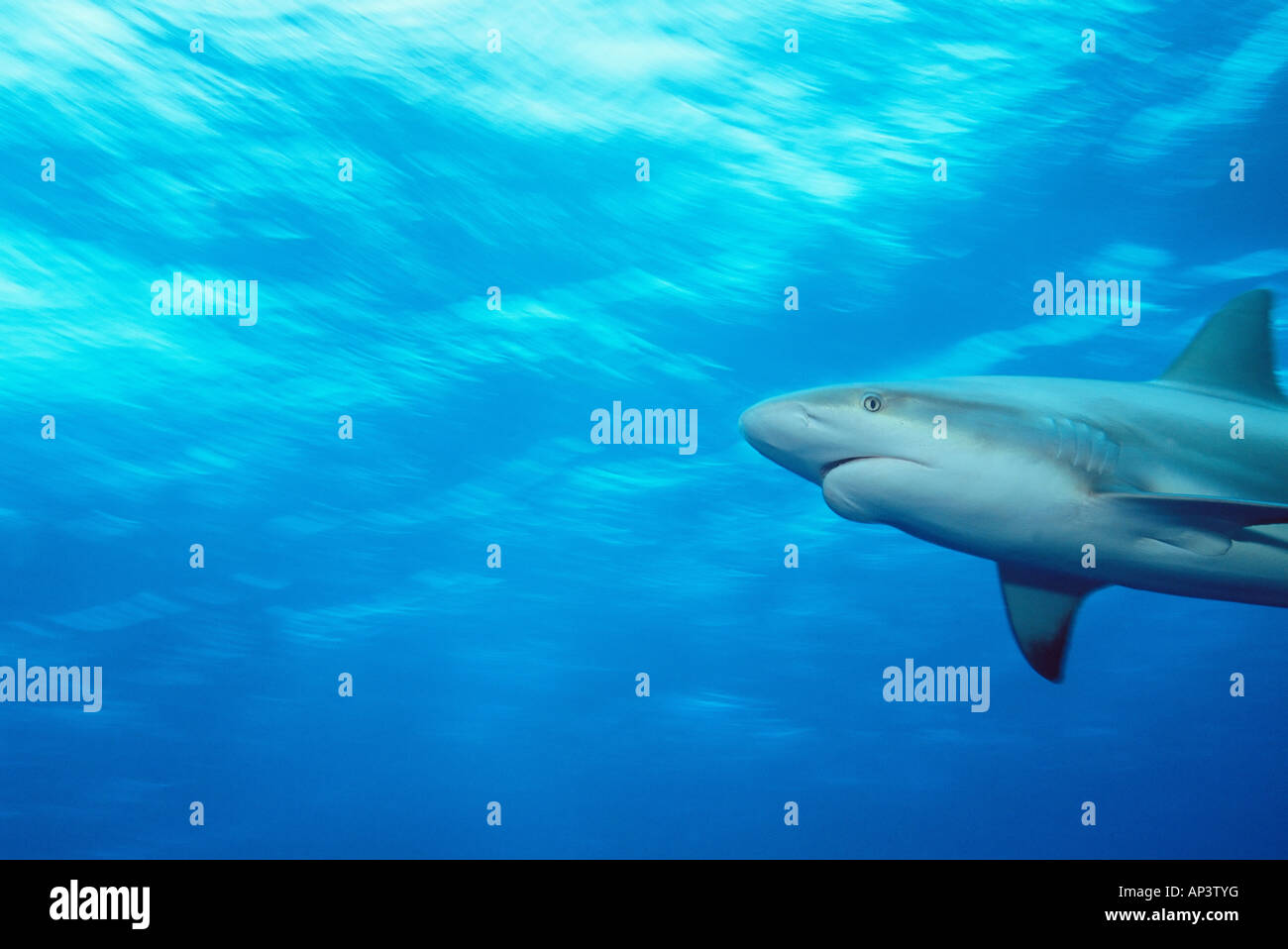 Caribbean reef shark Foto Stock