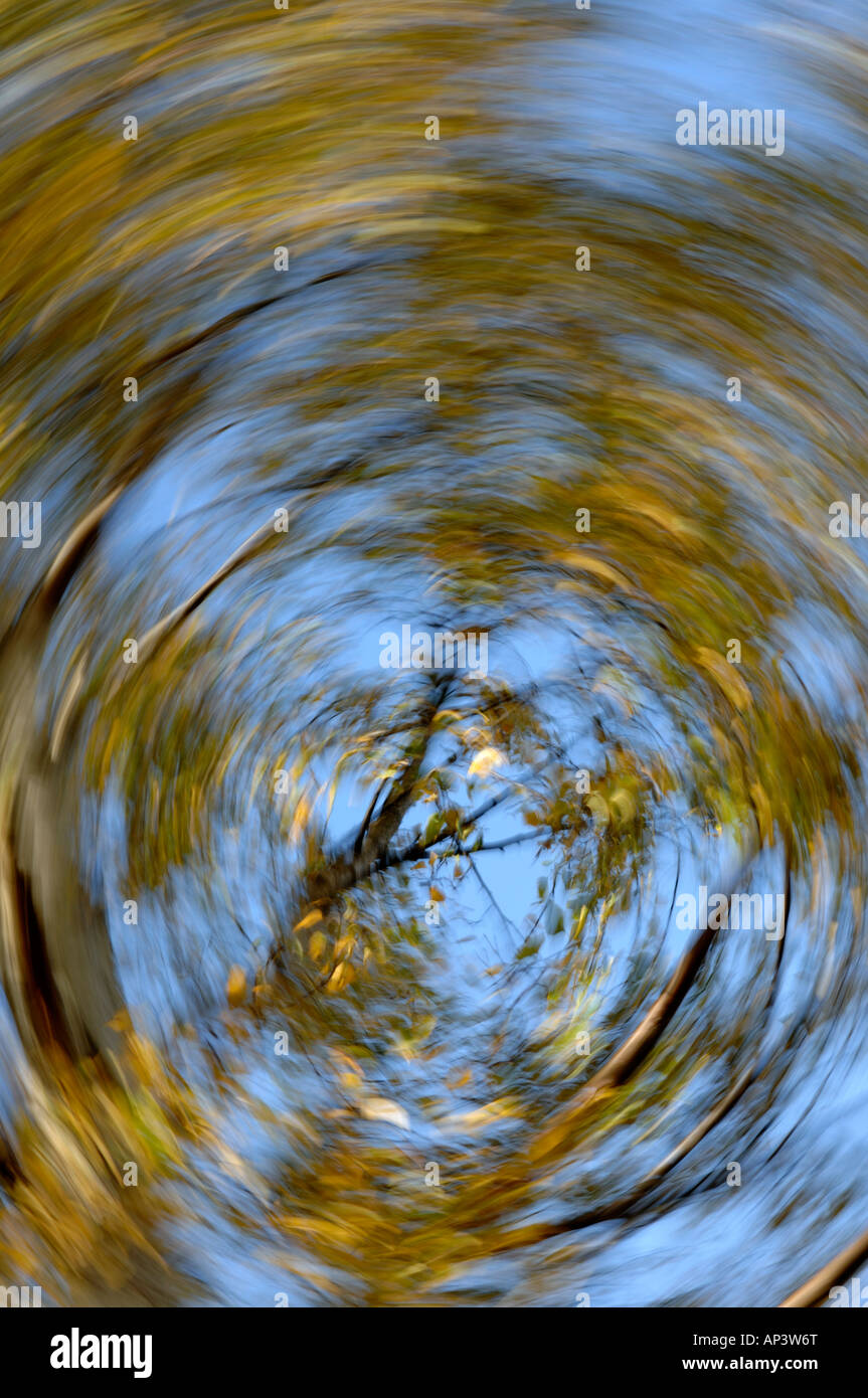 Autunno argento betulla Foto Stock