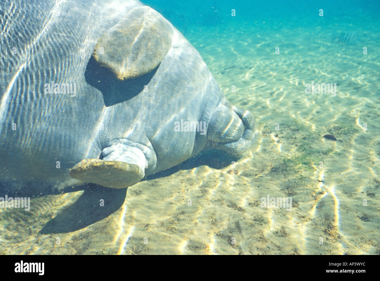 Lamantino, Tichechus Manatus Foto Stock