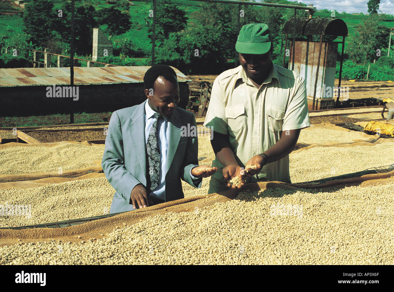 Un manager di un allevamento e il suo commercialista esaminare il caffè che è in corso di sole asciugato in una tenuta nei pressi di Thika Kenya Africa orientale Foto Stock