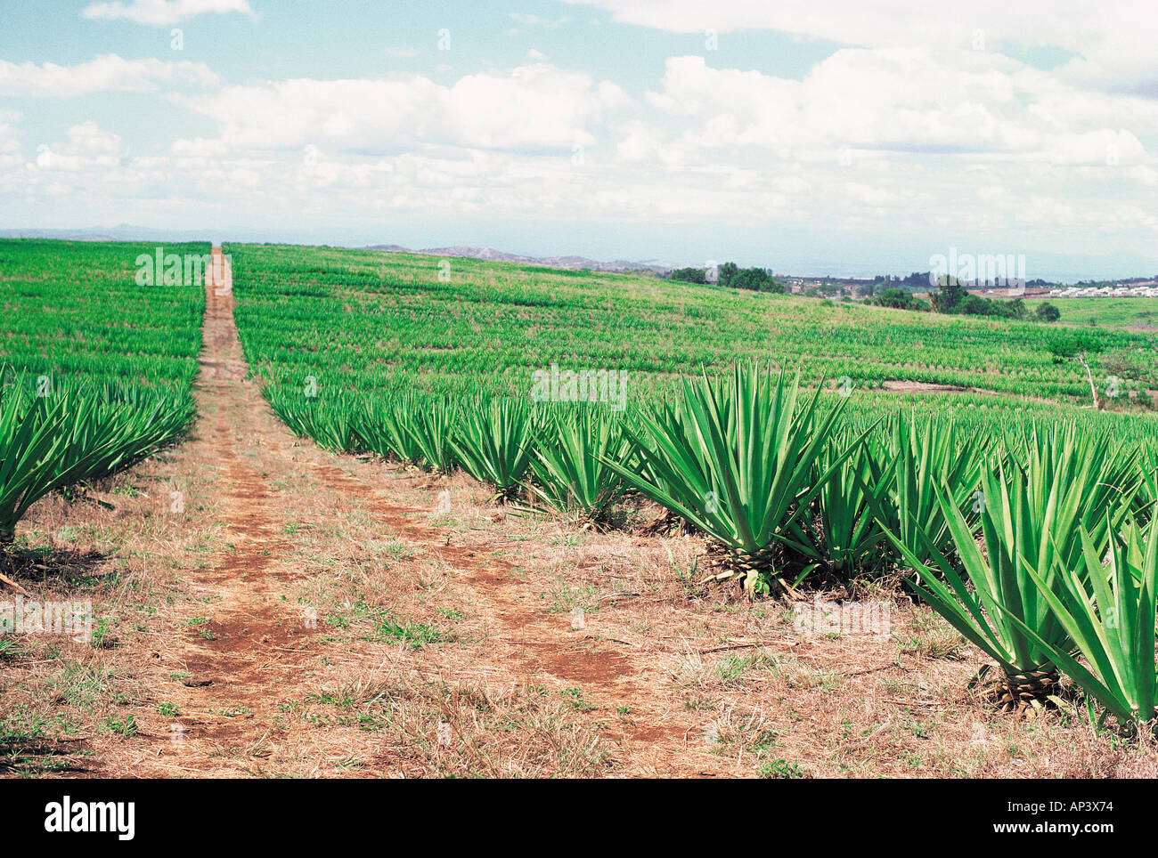 Sisal plantation a dieci miglia a nord di Thika Kenya Africa orientale Foto Stock