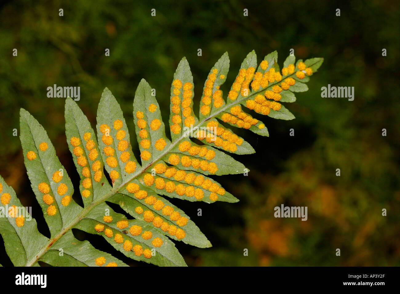 Polypody comune Polypodium vulgare mostra Sori sul lato inferiore Foto Stock