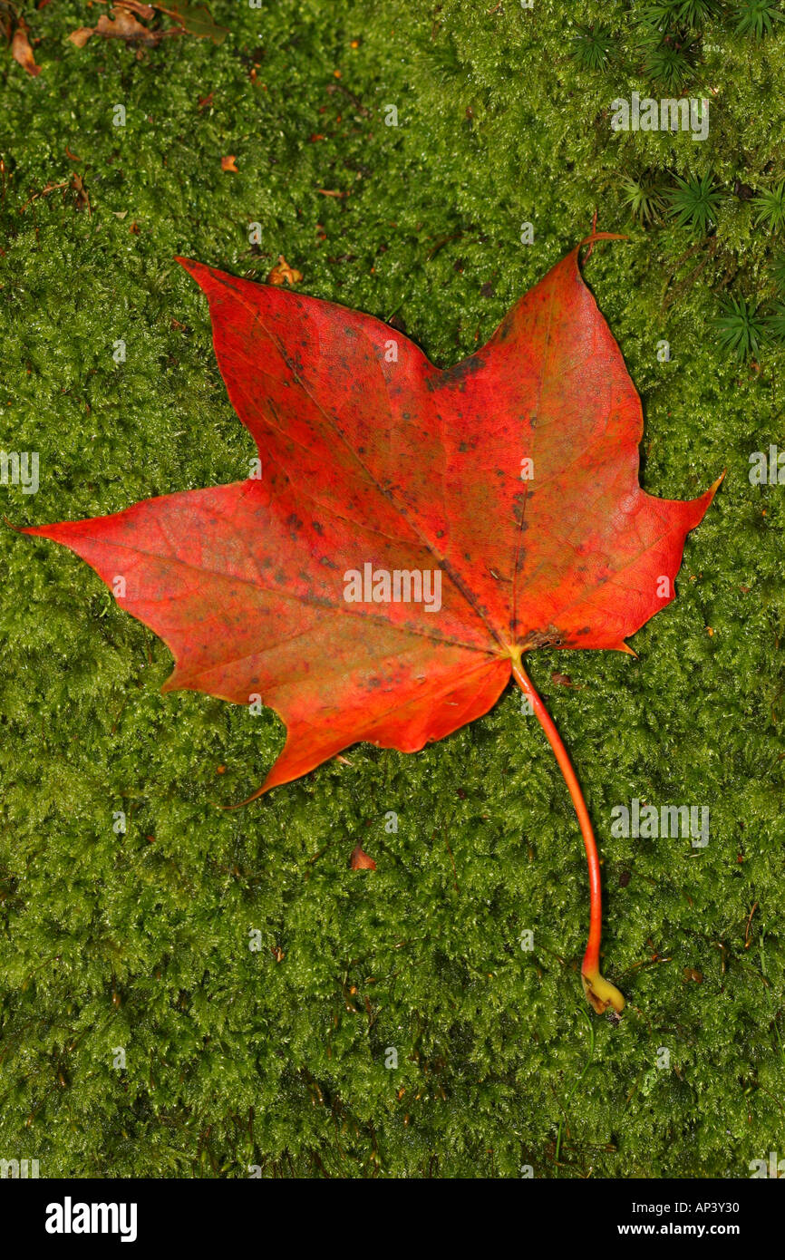 Autunno Foglia di acero Acer pseudoplatanus su Moss Foto Stock