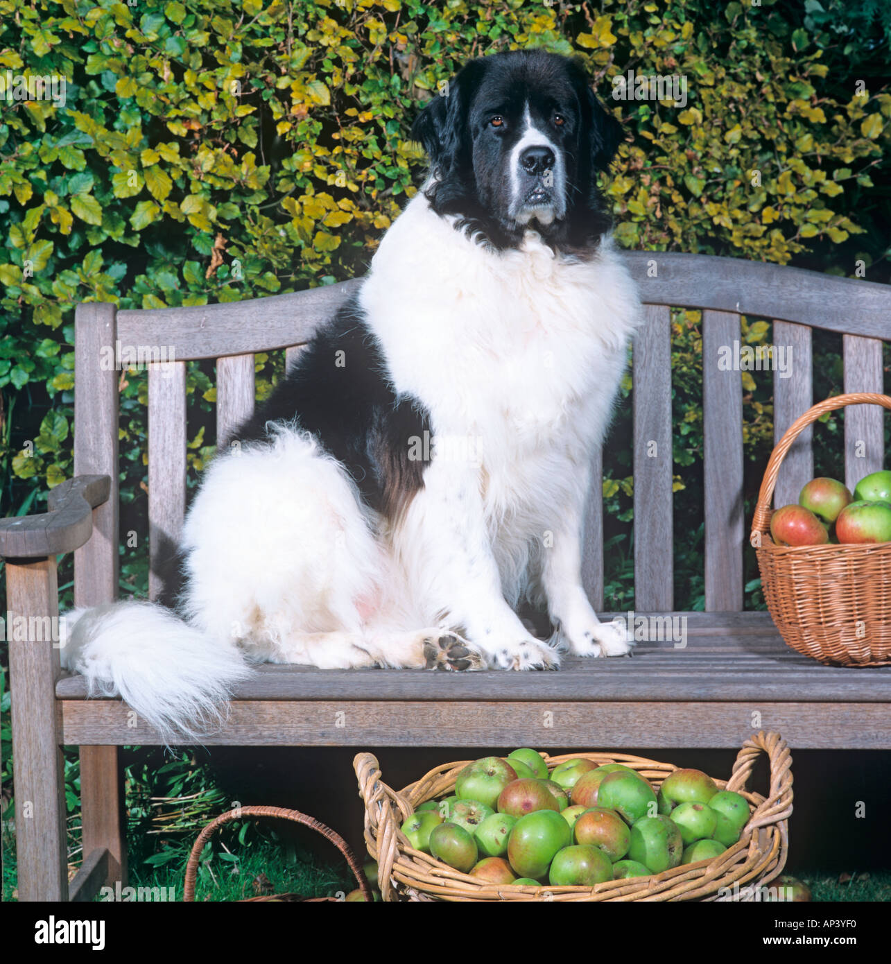 Landseer cane di Terranova Foto Stock