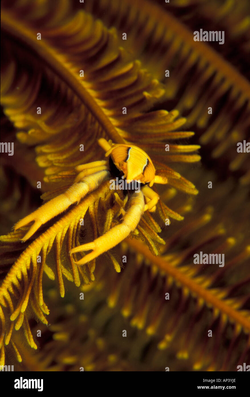 Papua Nuova Guinea, elegante squat aragosta su crinois (Allogalathea elegans) Foto Stock