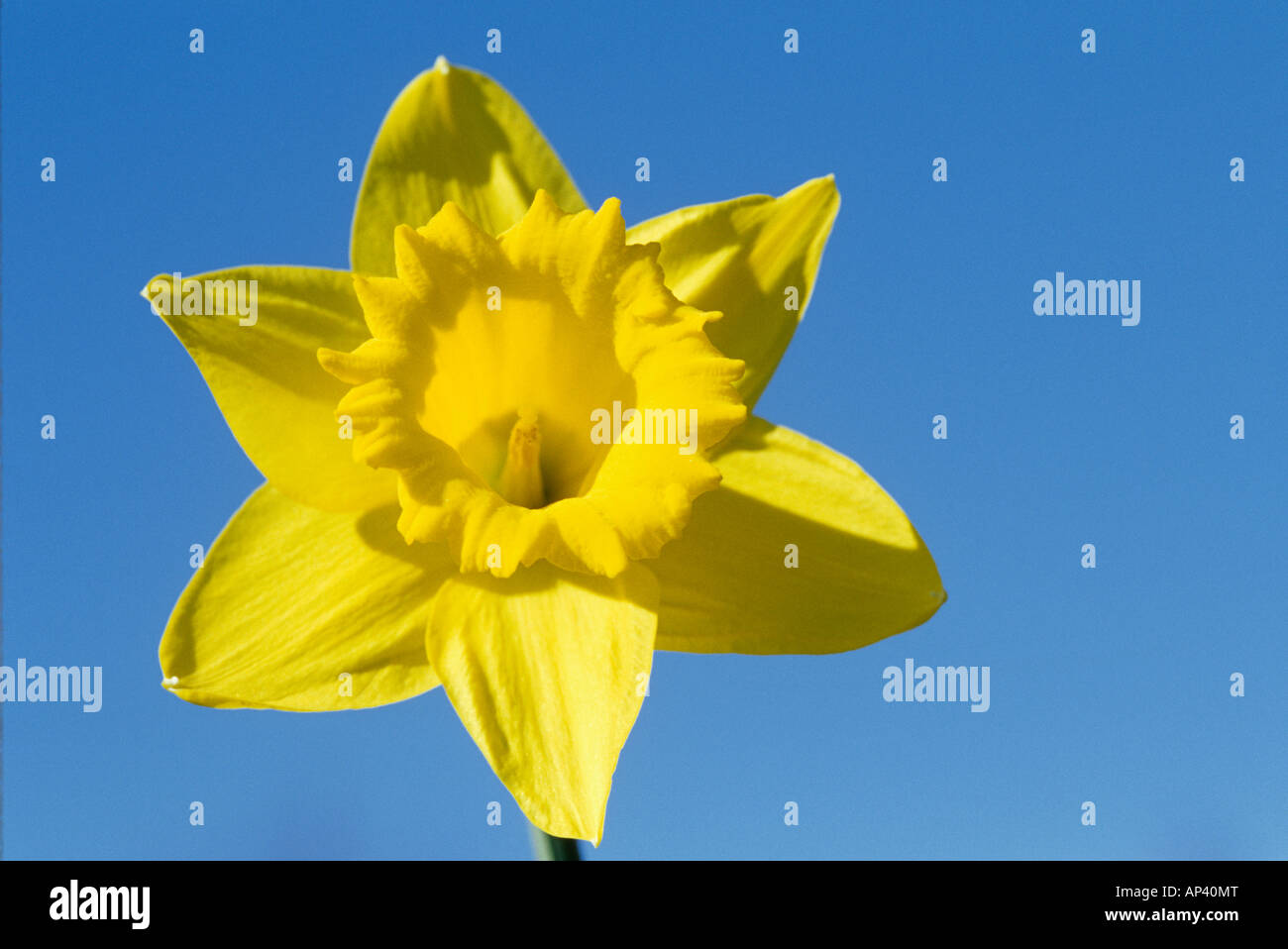 Tromba daffodil contro sky Narciso Foto Stock