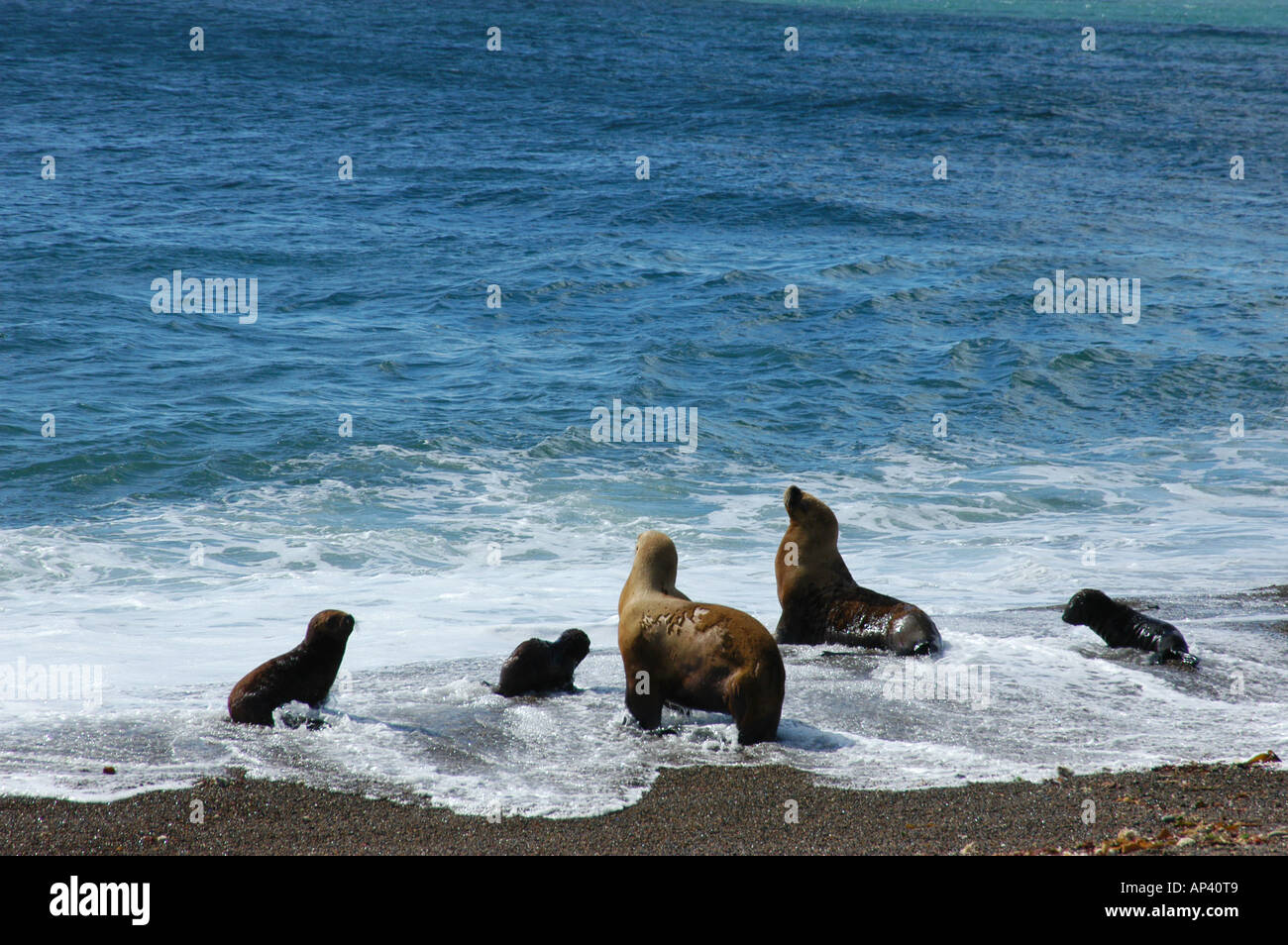 Sud America, ARG Penisola Valdes, Patagonia, Punta Norte riserva faunistica. Foto Stock