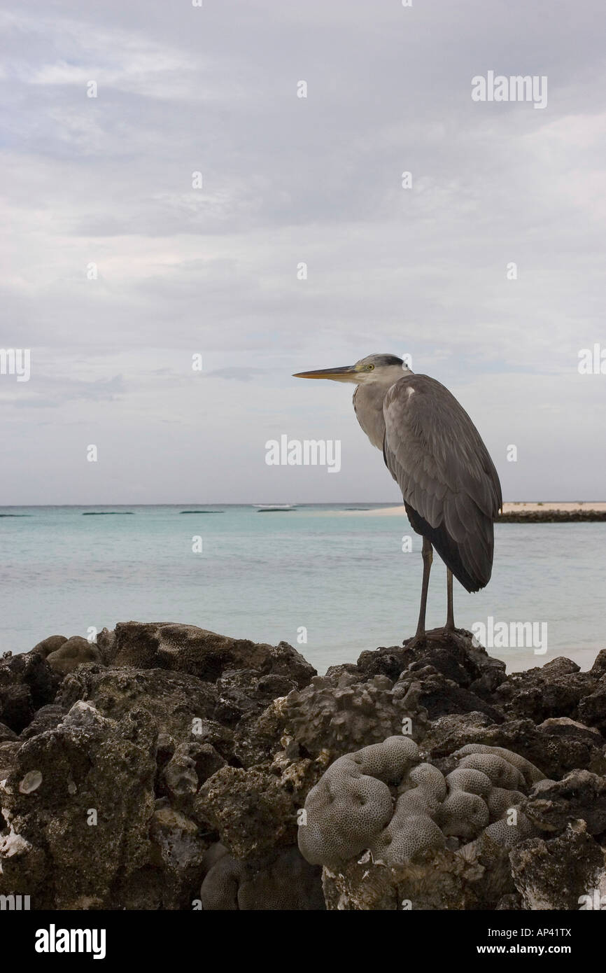 Heron nelle Maldive Foto Stock