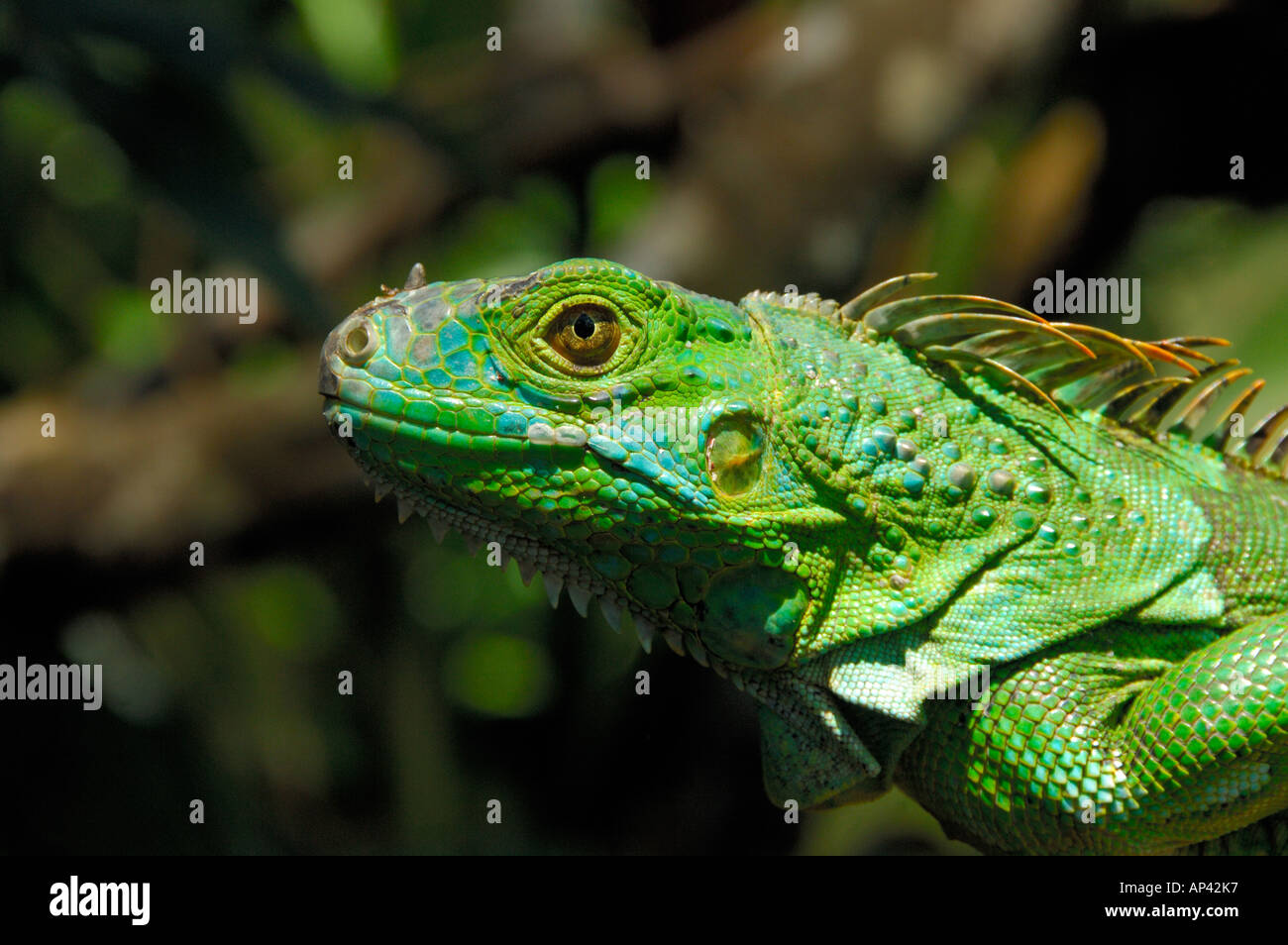 America centrale, Belize, Monkey Bay, San Ignacio Resort Hotel, iguana verde progetto. Close-up dettaglio della testa di iguana. Foto Stock