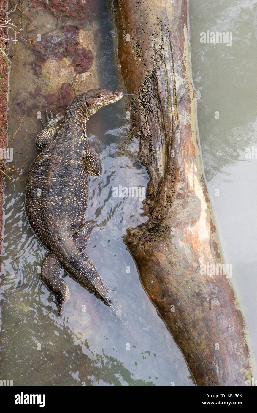 Un monitor acqua lizard (Varanus salvator) riposa in un fiume malese. Esso si siede da un log in Malacca (Malacca). Foto Stock