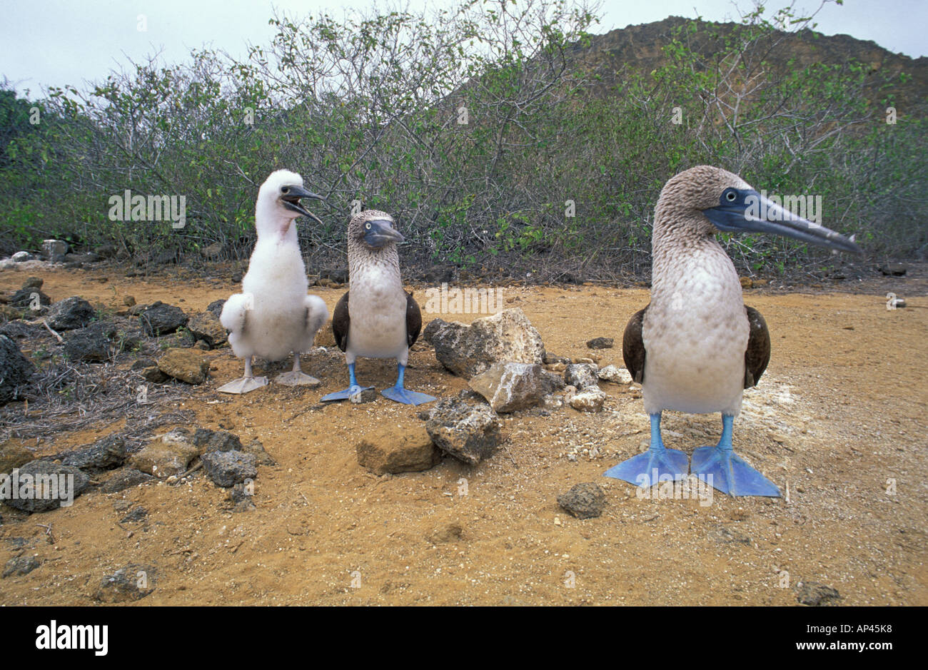 Sud America, Ecuador, Galapagos, San Cristóbal, Isola, Blue Footed Boobies (Sula Nebouxii), Chick Foto Stock