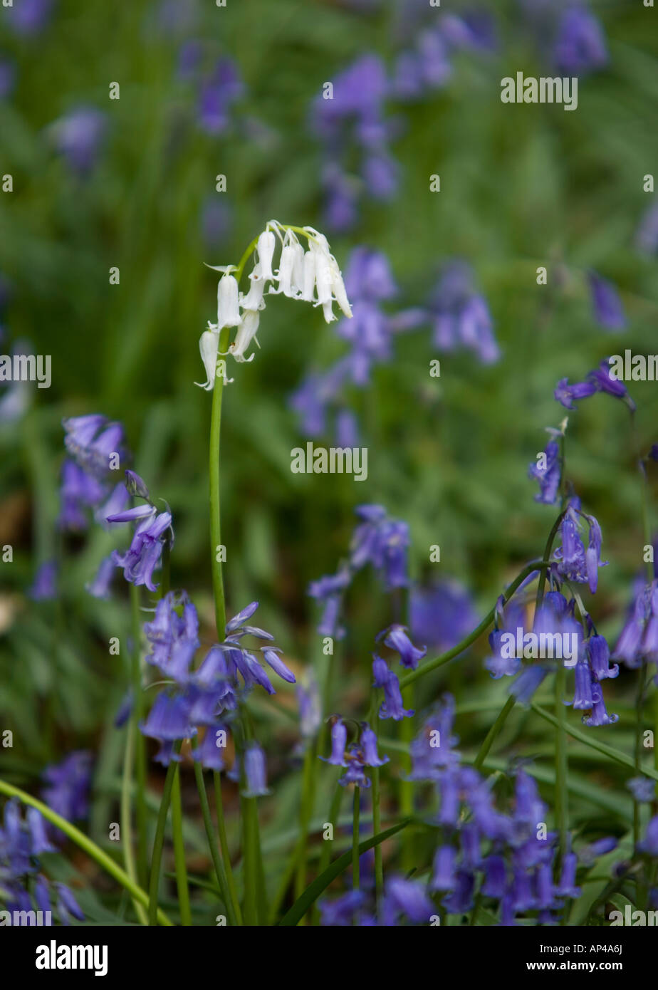 Alcuni bluebells bianchi che crescono tra un più grande patch di principalmente fuori fuoco bluebells Foto Stock