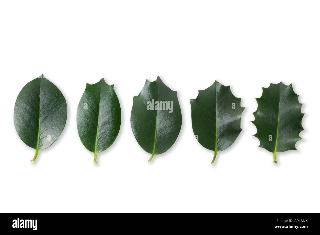 Diversi Inglese Holly foglie (Ilex aquifolium), lo stesso albero. Différentes feuilles de Houx commun questioni d'onu même arbre Foto Stock