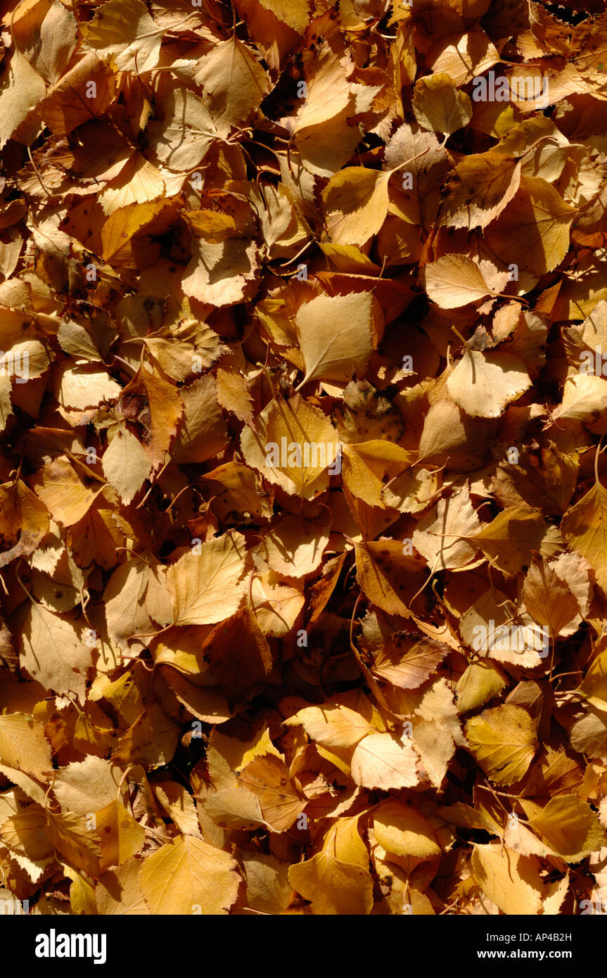 Foglie di autunno da un argento betulla Foto Stock