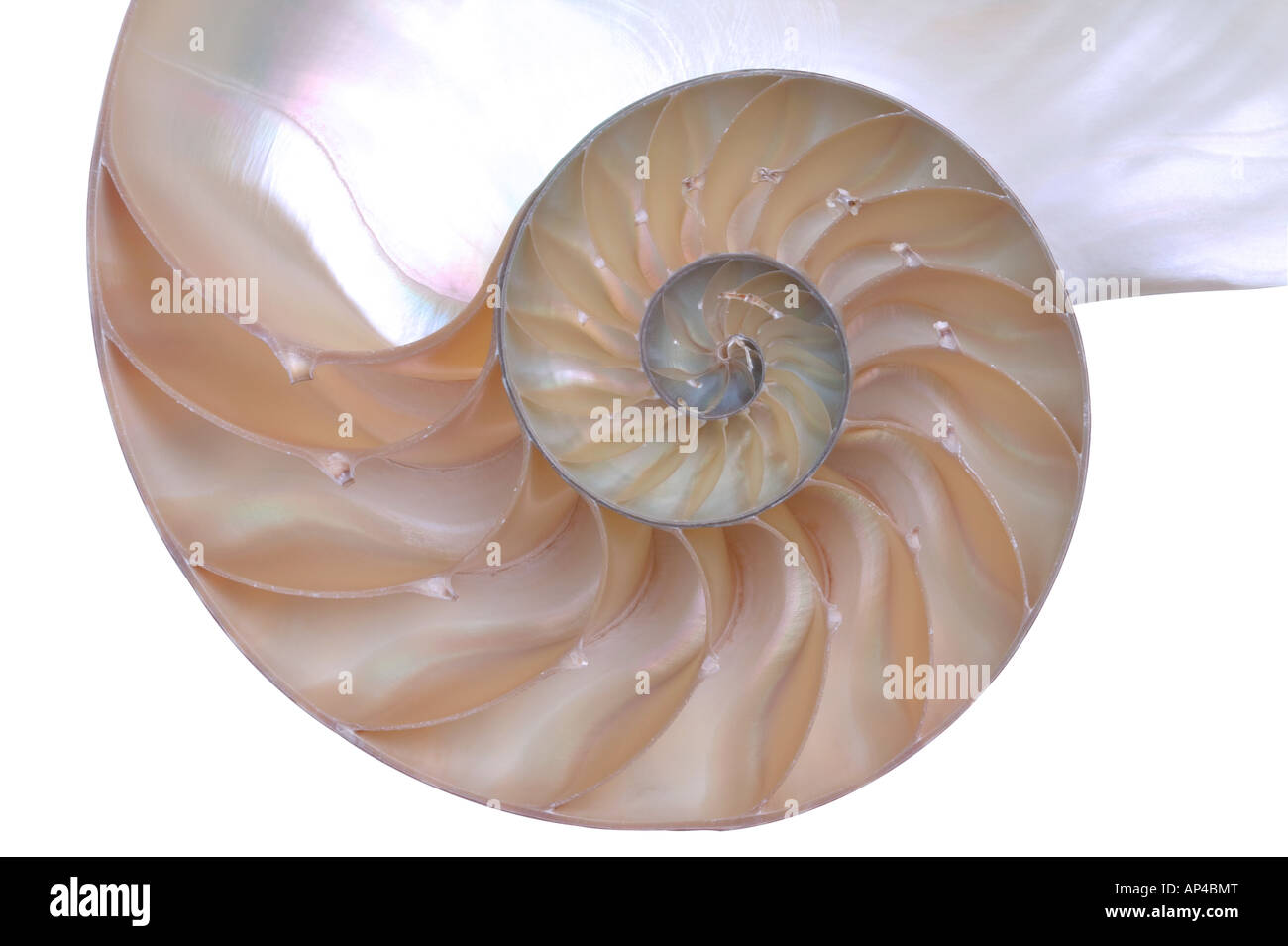 Close up di un tagliato via da un guscio di Nautilus Foto Stock