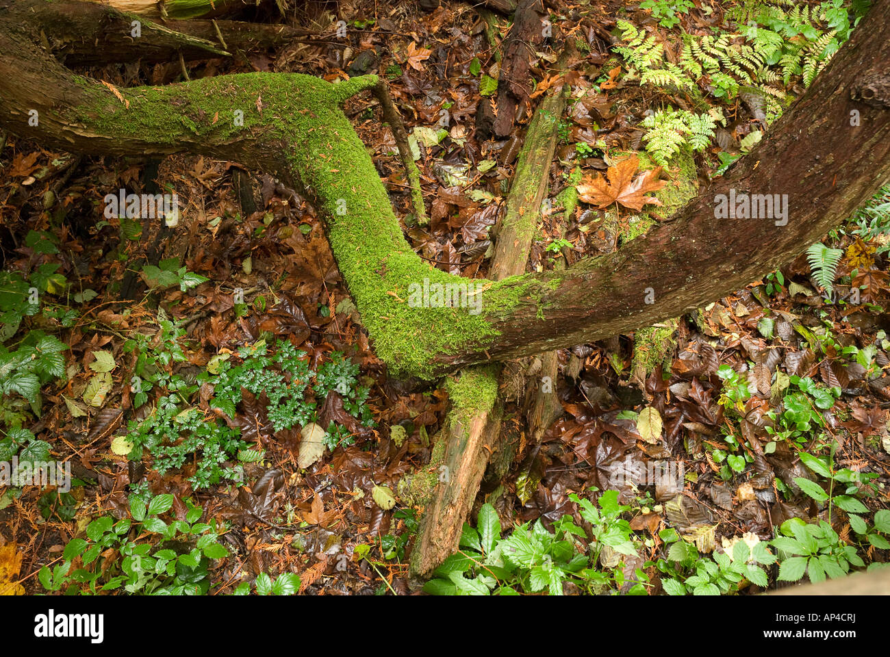 Scena di foresta nella Riserva Bloedell Bainbridge Island WA Foto Stock