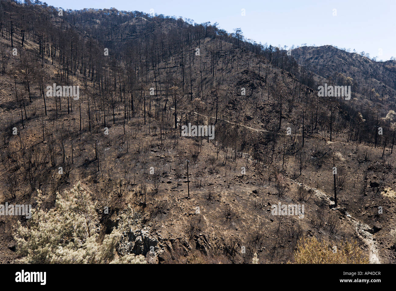 Danni a seguito degli incendi di foreste, Monti Troodos, Cipro Foto Stock
