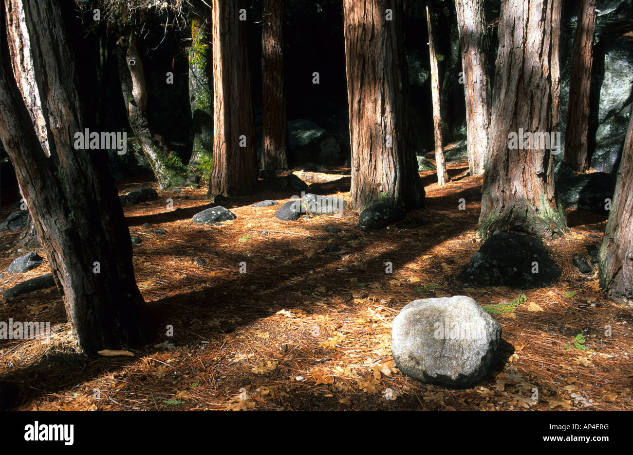 Dettaglio del pavimento di foresta con rocce e tronco.Yosemite National Park, California, Stati Uniti d'America Foto Stock