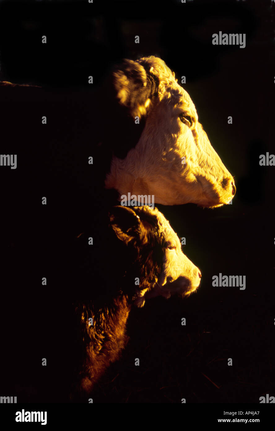 Mucca e vitello al tramonto con il sole di sera nei loro volti Foto Stock