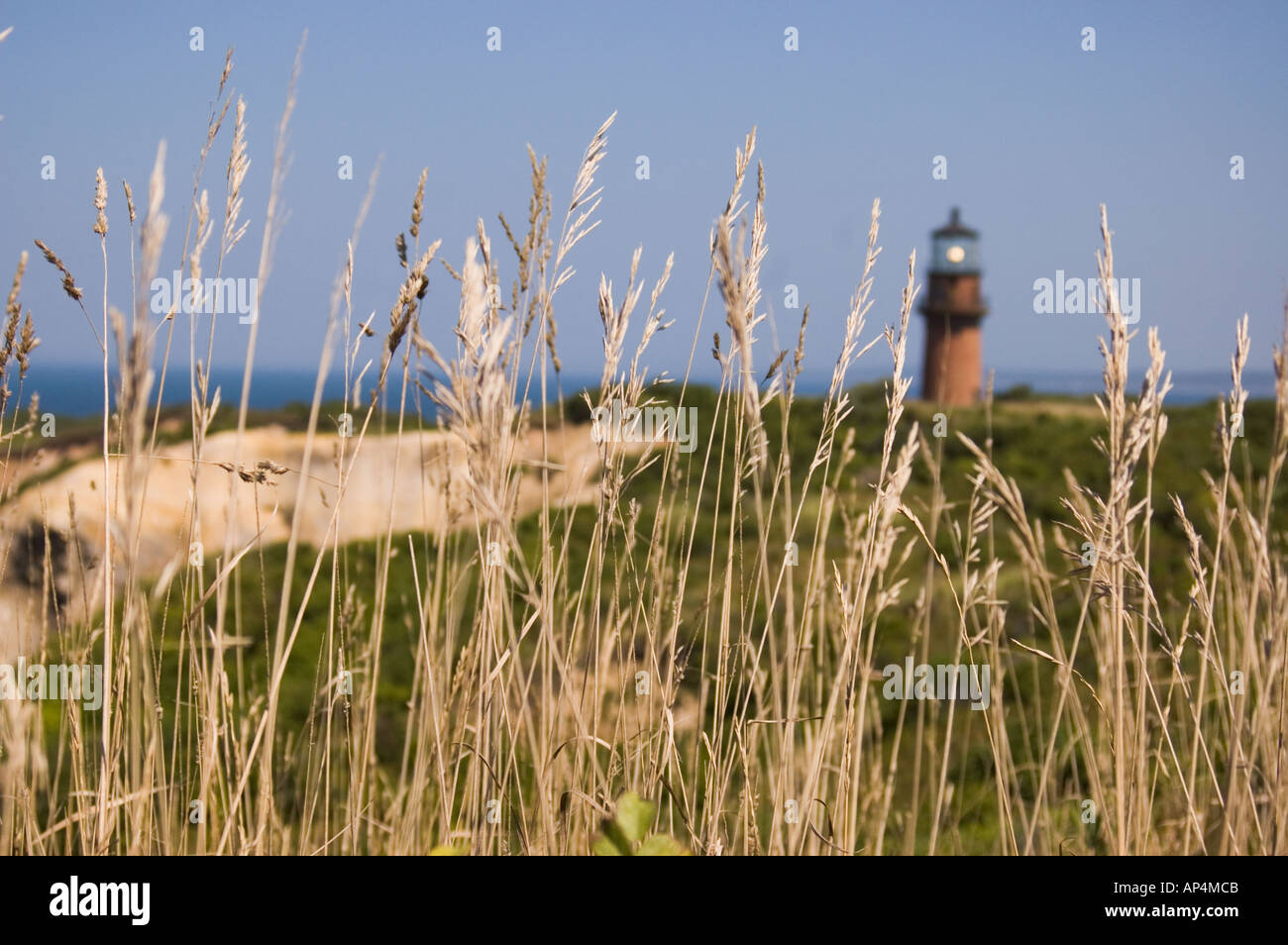 Faro di Gay head Beach Martha s Vineyard Massachusetts graminacee selvatiche in primo piano Foto Stock