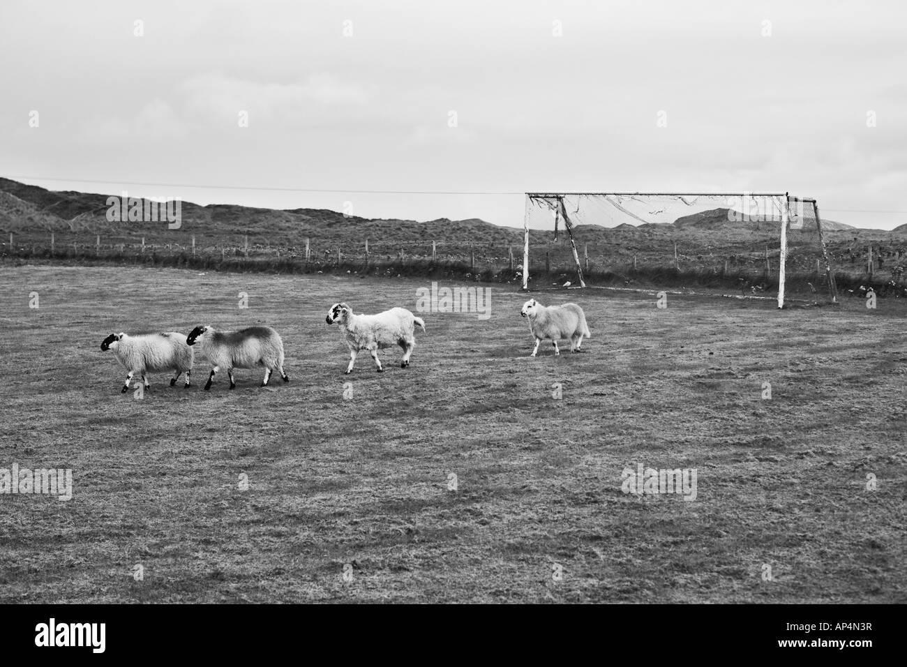 Pecora su un campo di calcio sulla estremità meridionale dell'isola di Barra nelle Ebridi Esterne, Scozia Foto Stock