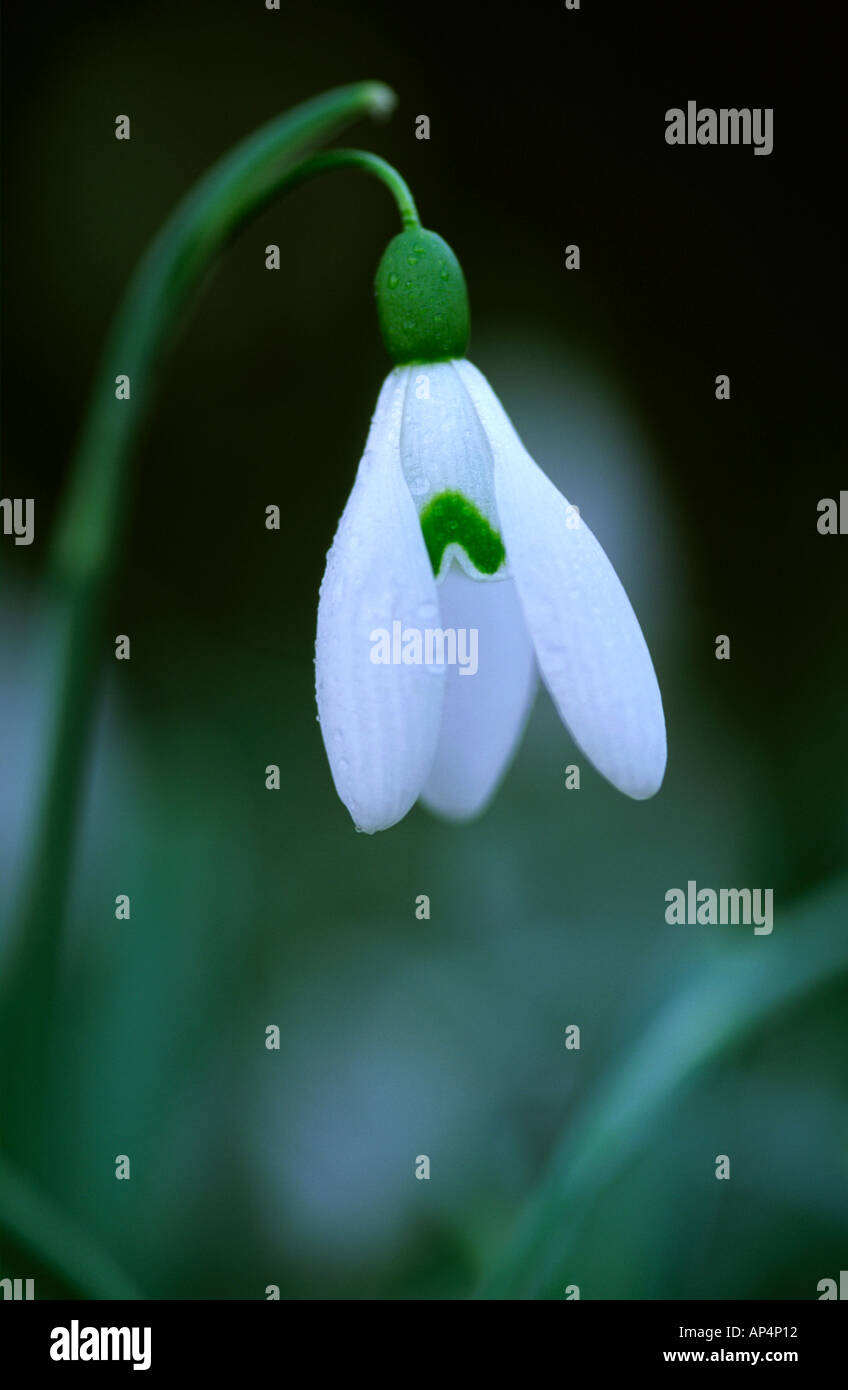 Snowdrop Galanthus magnete Foto Stock