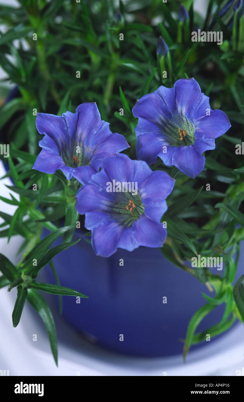 Gentiana sino ornata piantato in una pentola Foto Stock