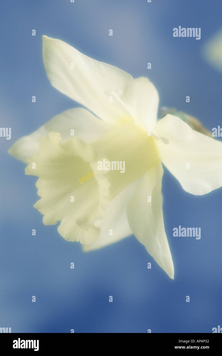 Narcissus Monte Cofano Daffodil su sfondo blu Foto Stock