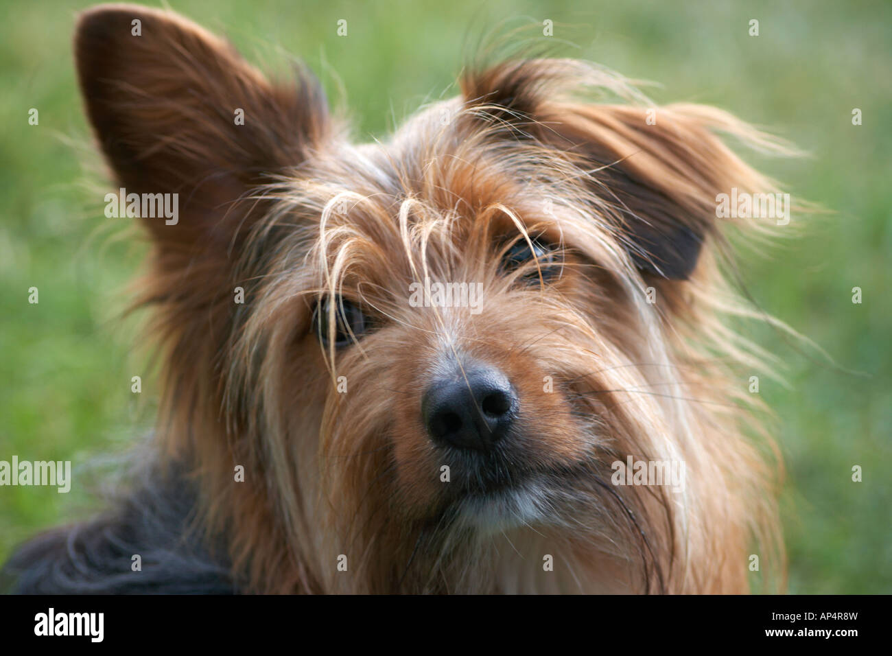 In prossimità di un incrocio di salvataggio/mongrel dog che assomiglia a un Yorkshire terrier Foto Stock