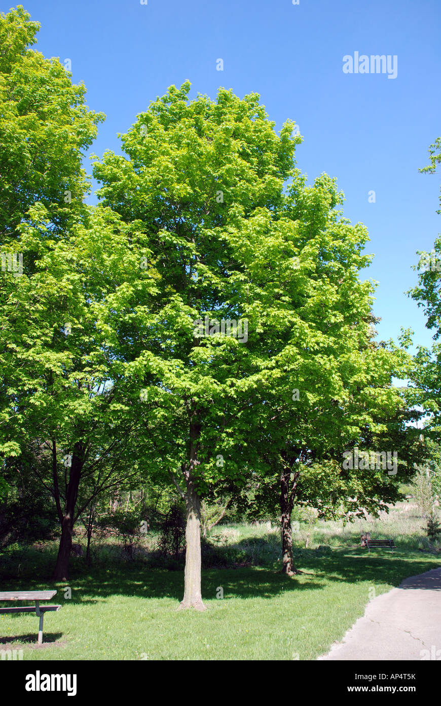 D'estate il parco scena Foto Stock