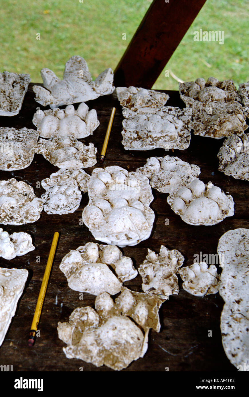 Panama, Parco Nazionale del Darién, Cana, Ancon Field Station. Foto Stock