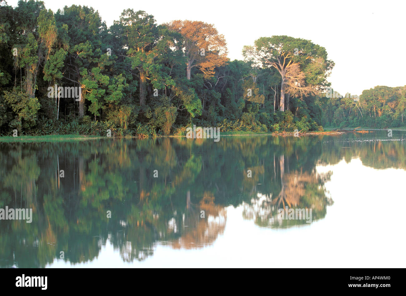 Sud America, Perù, Parco Nazionale del Manu, foresta pluviale. Fiume Manu Foto Stock