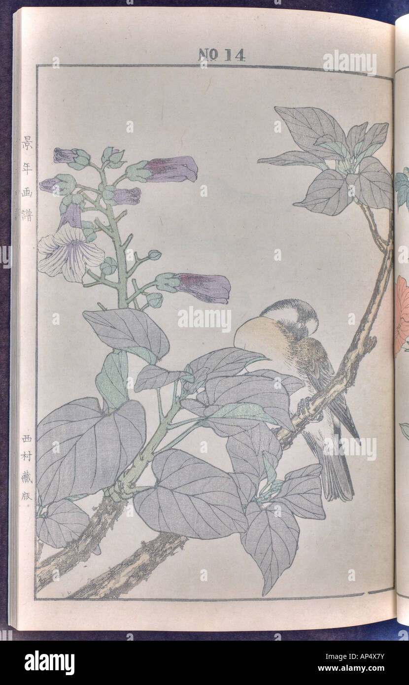 Gli uccelli e fiori illustrazioni di Keinen: estate 1891 Pagina 23 Foto Stock
