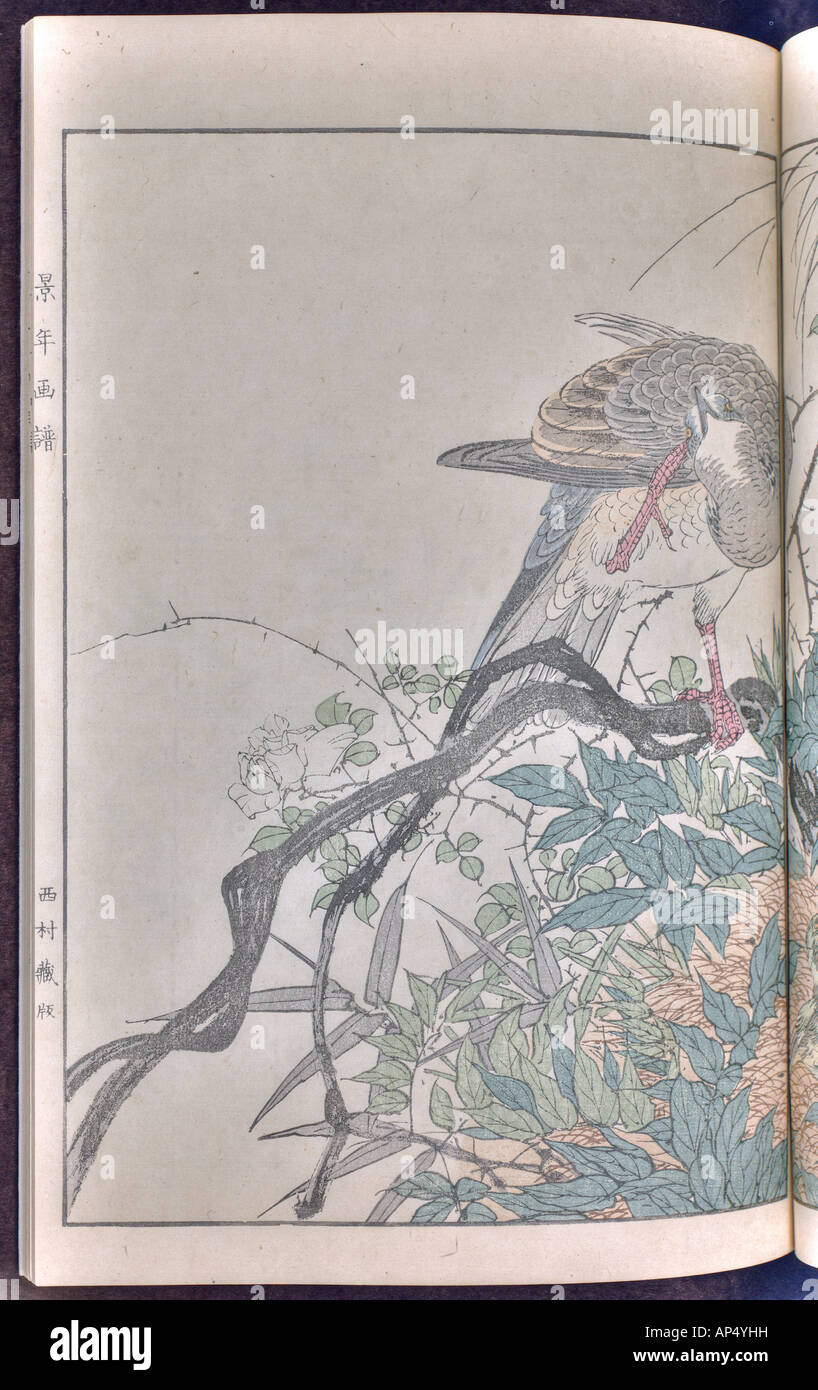 Gli uccelli e fiori illustrazioni di Keinen: estate 1891 Pagina 39 Foto Stock