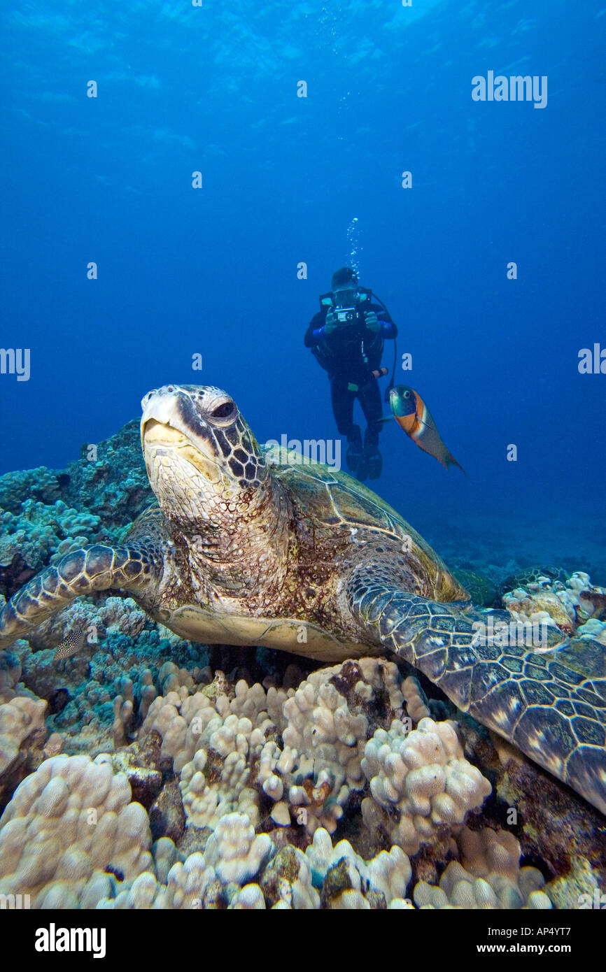 Tartaruga Verde, Chelonia Mydas, endemica sella, wrasse Thalassoma duperrey e subacqueo (MR) Hawaii. Foto Stock