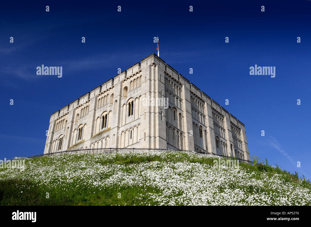 Il castello di Norwich Norfolk REGNO UNITO CON Margherite Oxeye in giugno Foto Stock