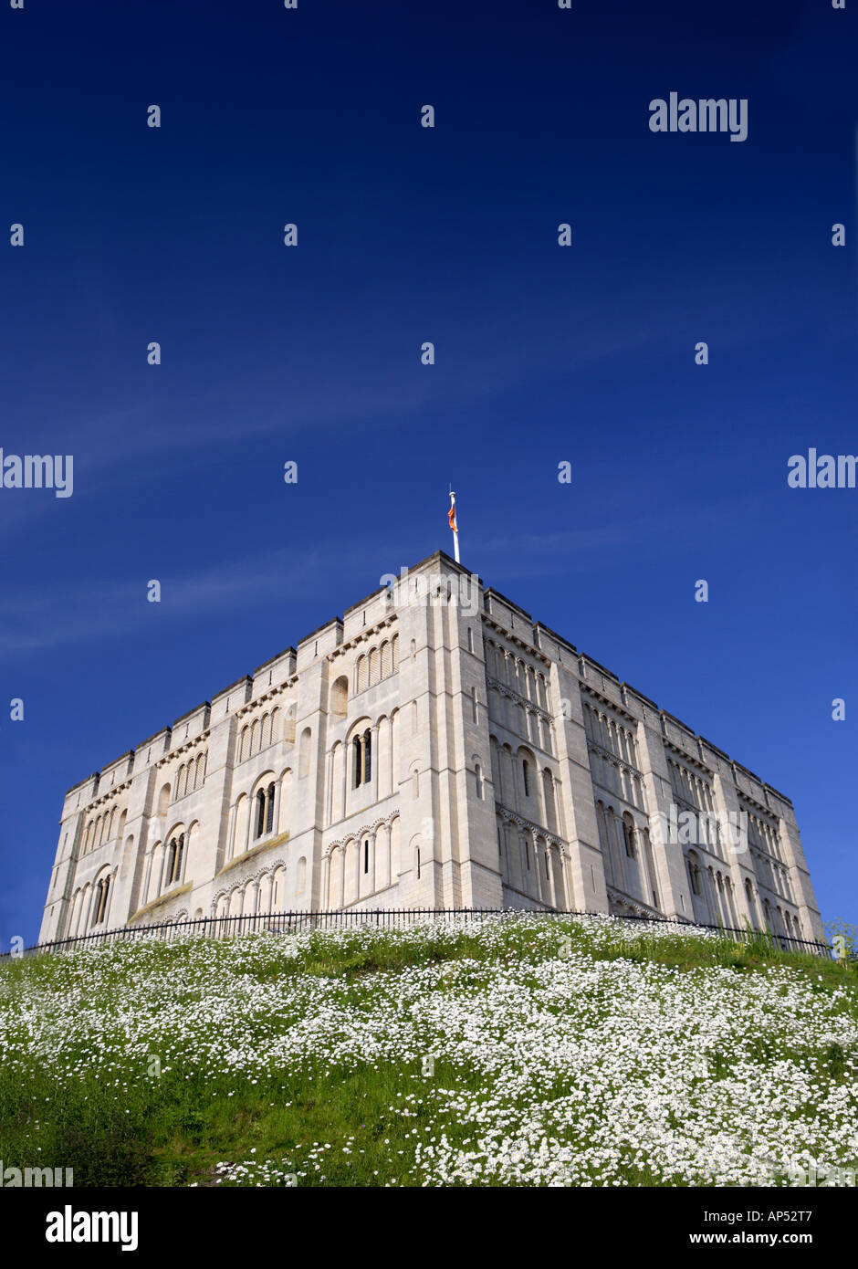 Il castello di Norwich Norfolk REGNO UNITO CON Margherite Oxeye in giugno Foto Stock