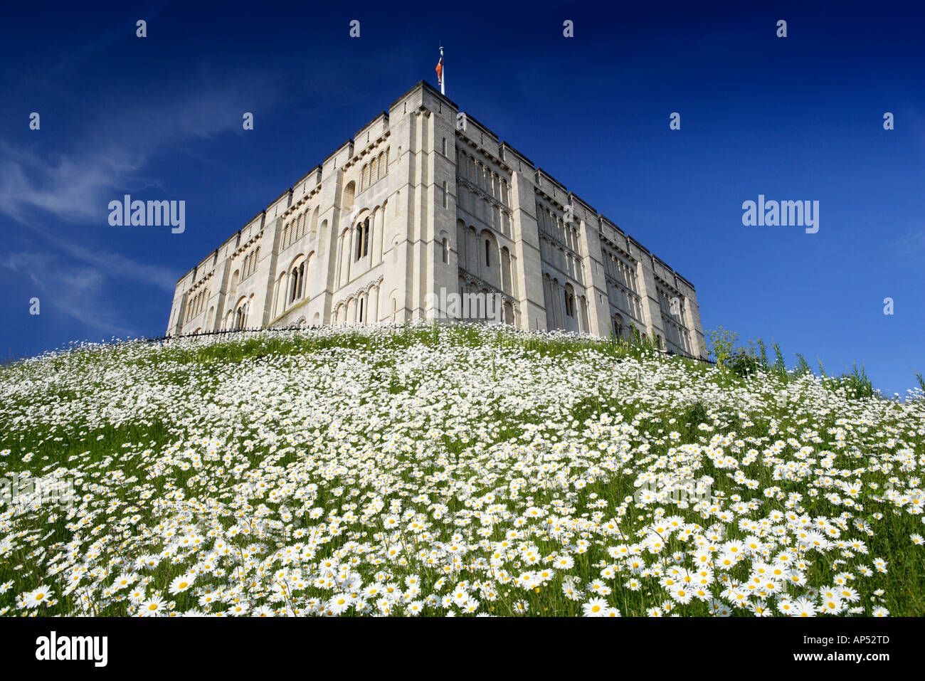 Il castello di Norwich Norfolk REGNO UNITO CON Margherite Oxeye in giugno Foto Stock