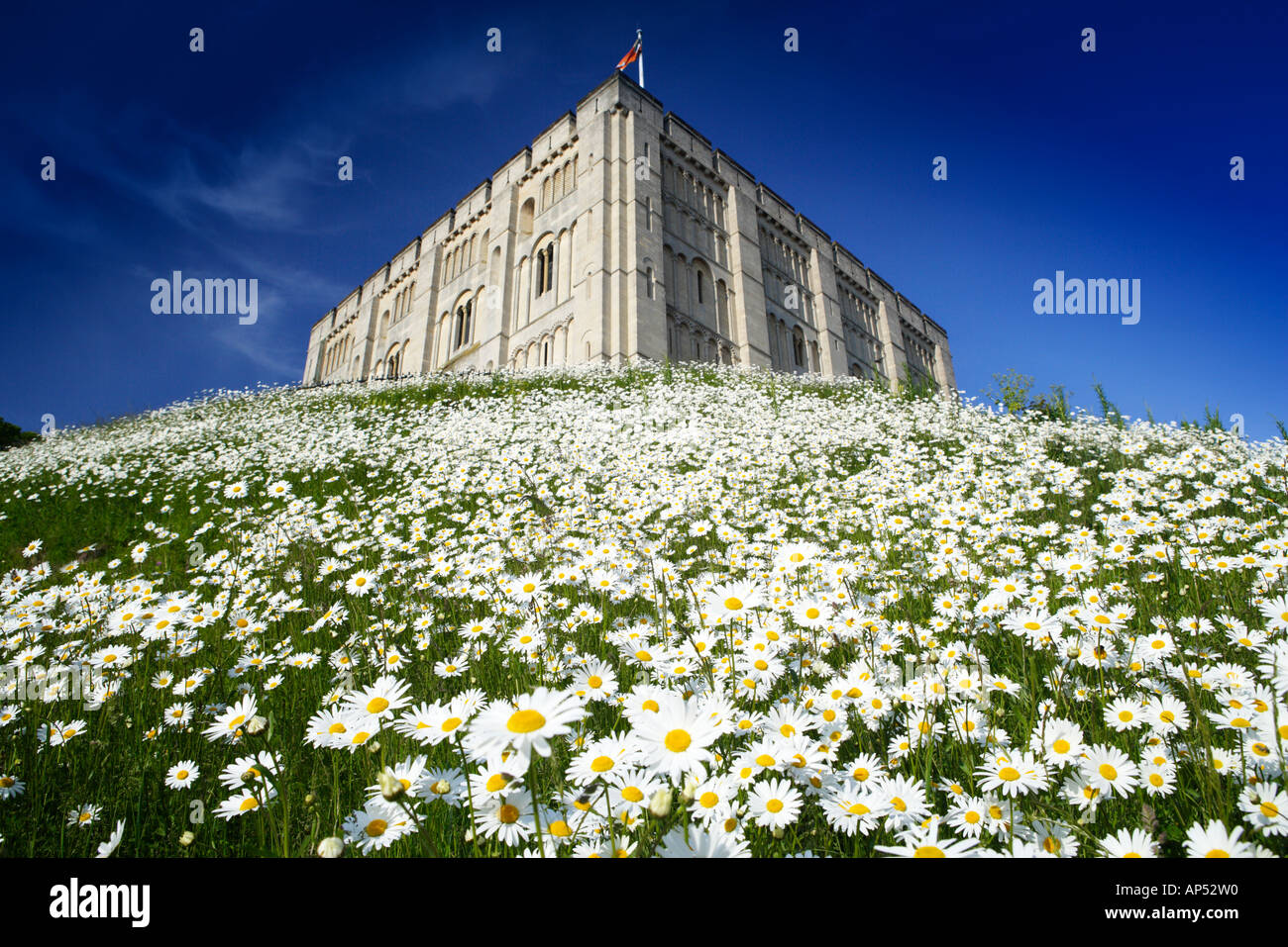 Il castello di Norwich Norfolk REGNO UNITO CON Margherite Oxeye in giugno Foto Stock