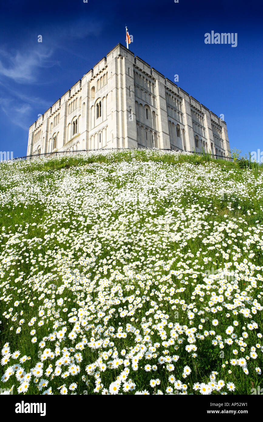Il castello di Norwich Norfolk REGNO UNITO CON Margherite Oxeye in giugno Foto Stock